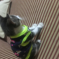 Tekir Kedi, Kedi  Roka fotoğrafı