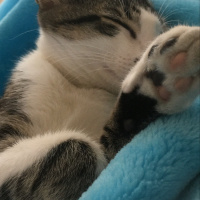 Tekir Kedi, Kedi  Roka fotoğrafı