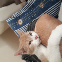 Sarman, Kedi  Pufi fotoğrafı
