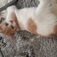 Sarman, Kedi  Pufi fotoğrafı