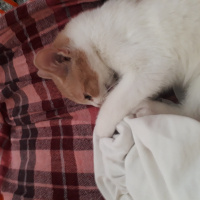 Sarman, Kedi  Pufi fotoğrafı