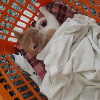 Sarman, Kedi  Pufi fotoğrafı