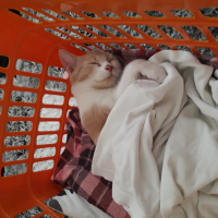 Sarman, Kedi  Pufi fotoğrafı