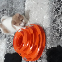 Sarman, Kedi  Pufi fotoğrafı