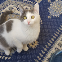 Tekir Kedi, Kedi  Odin fotoğrafı