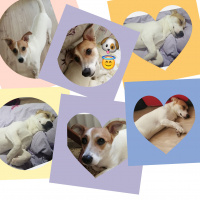 Jack Russell Terrier, Köpek  Kaju fotoğrafı