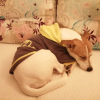 Jack Russell Terrier, Köpek  Kaju fotoğrafı