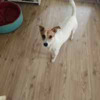 Jack Russell Terrier, Köpek  Kaju fotoğrafı