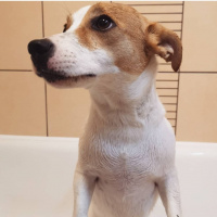 Jack Russell Terrier, Köpek  Kaju fotoğrafı
