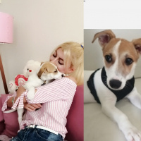 Jack Russell Terrier, Köpek  Kaju fotoğrafı