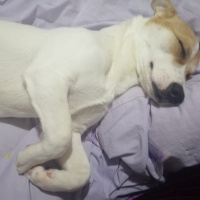 Jack Russell Terrier, Köpek  Kaju fotoğrafı