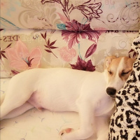 Jack Russell Terrier, Köpek  Kaju fotoğrafı