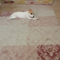 Jack Russell Terrier, Köpek  Kaju fotoğrafı