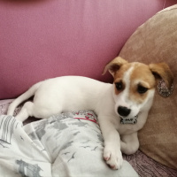 Jack Russell Terrier, Köpek  Kaju fotoğrafı