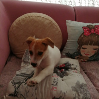 Jack Russell Terrier, Köpek  Kaju fotoğrafı