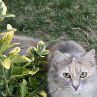 Soke, Kedi  Sincap fotoğrafı