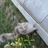Soke, Kedi  Sincap fotoğrafı