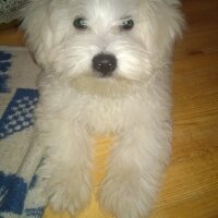 Maltese, Köpek  Pascal fotoğrafı