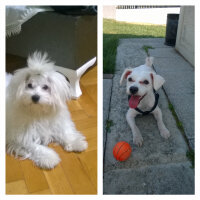 Maltese, Köpek  Pascal fotoğrafı