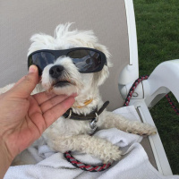 Maltese, Köpek  Sena fotoğrafı