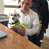 Maltese, Köpek  Sena fotoğrafı