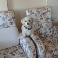 Maltese, Köpek  Sena fotoğrafı