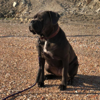 Cane Corso Italiano, Köpek  Asya fotoğrafı