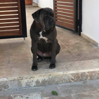 Cane Corso Italiano, Köpek  Asya fotoğrafı