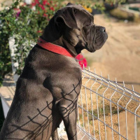 Cane Corso Italiano, Köpek  Asya fotoğrafı