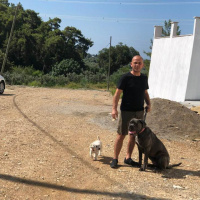 Cane Corso Italiano, Köpek  Asya fotoğrafı