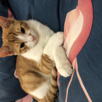 Tekir Kedi, Kedi  Osman fotoğrafı