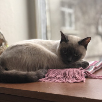 Siyam Kedisi, Kedi  Paşa fotoğrafı