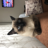 Siyam Kedisi, Kedi  Paşa fotoğrafı