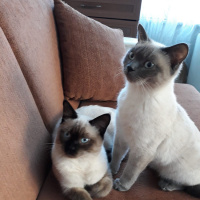 Siyam Kedisi, Kedi  Paşa fotoğrafı