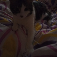 Sarman, Kedi  Fıstık fotoğrafı