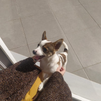 Minyatür Pinscher, Köpek  Hero fotoğrafı