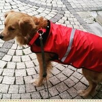 Golden Retriever, Köpek  Marcy fotoğrafı