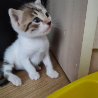 Tekir Kedi, Kedi  Benek fotoğrafı