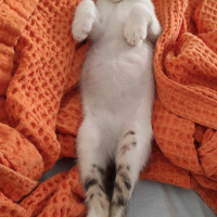 Tekir Kedi, Kedi  Benek fotoğrafı