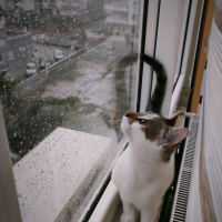 Tekir Kedi, Kedi  Benek fotoğrafı