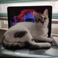 Tekir Kedi, Kedi  Benek fotoğrafı