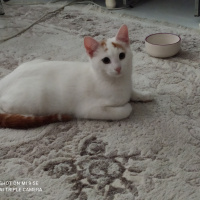 Tekir Kedi, Kedi  Dexter fotoğrafı