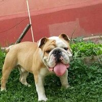 İngiliz Bulldog, Köpek  Boris fotoğrafı