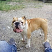 İngiliz Bulldog, Köpek  Boris fotoğrafı