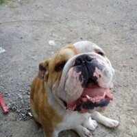 İngiliz Bulldog, Köpek  Boris fotoğrafı