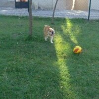 İngiliz Bulldog, Köpek  Boris fotoğrafı