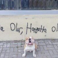 İngiliz Bulldog, Köpek  Boris fotoğrafı