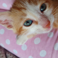 Sarman, Kedi  Gofret fotoğrafı