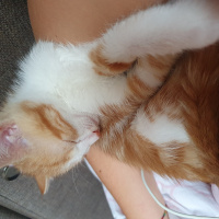 Sarman, Kedi  Gofret fotoğrafı