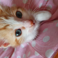 Sarman, Kedi  Gofret fotoğrafı